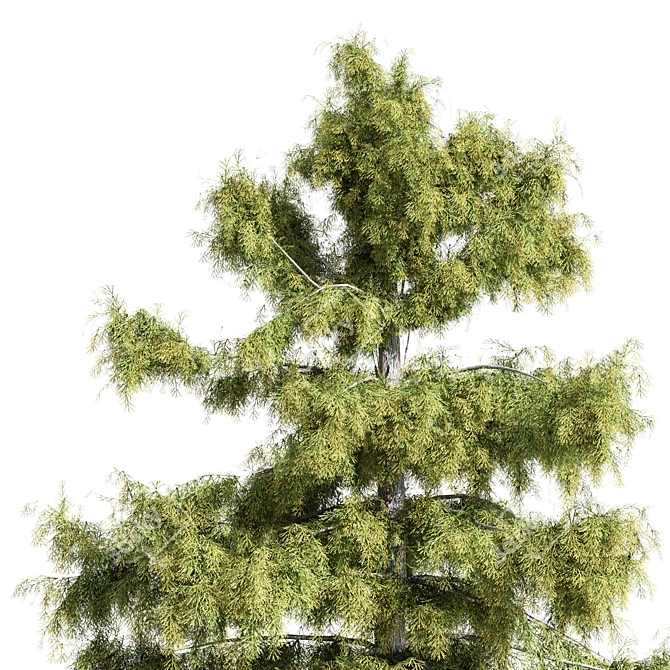 Alaska Cedar Trio: 3 Majestic Trees 3D model image 2