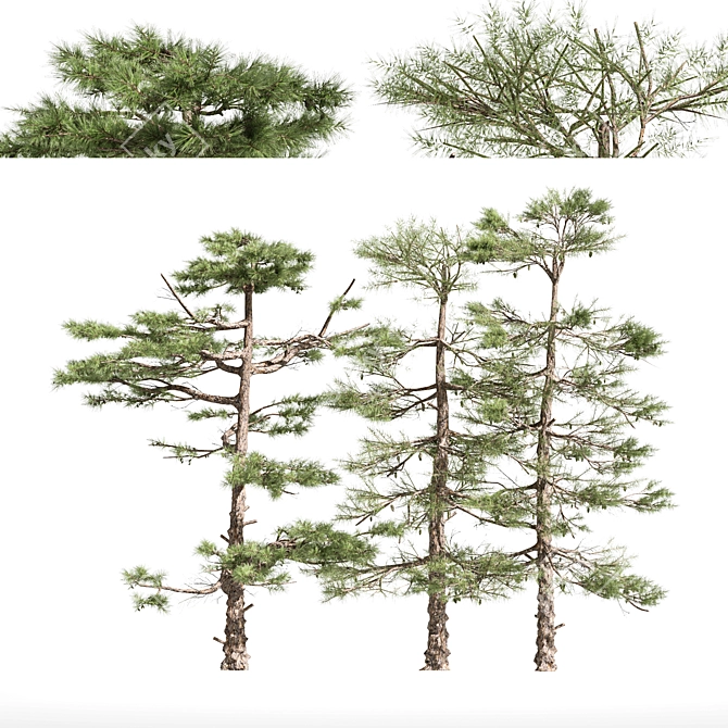 Three Huangshan Pine Trees 3D model image 1