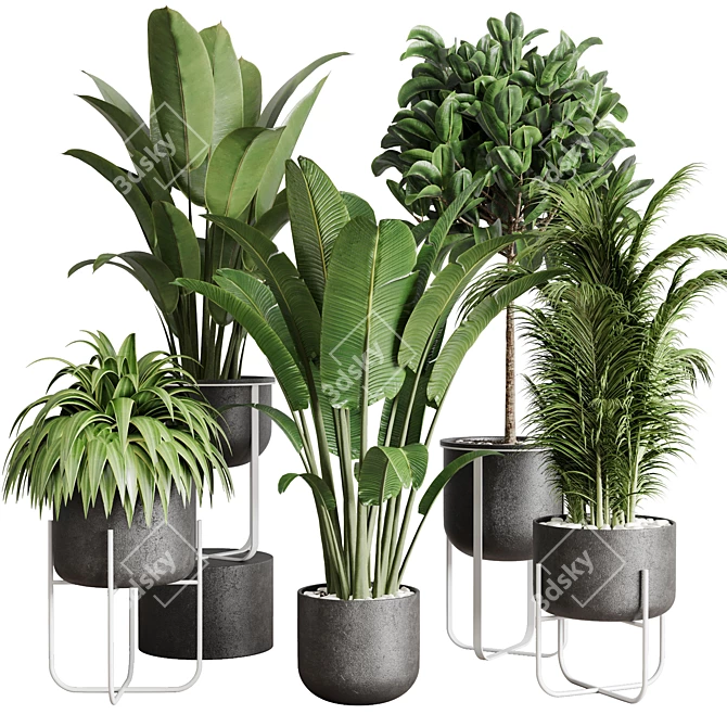 143 Indoor Plants Collection: Ravenala Ficus, Rubbery Palm Stand & Concrete Vase 3D model image 1