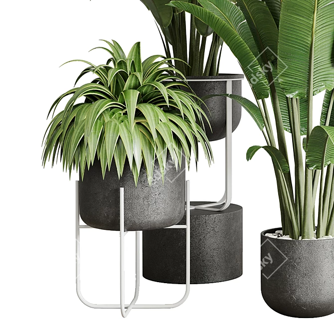 143 Indoor Plants Collection: Ravenala Ficus, Rubbery Palm Stand & Concrete Vase 3D model image 2