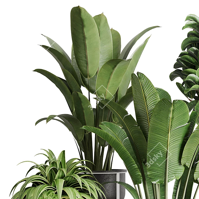 143 Indoor Plants Collection: Ravenala Ficus, Rubbery Palm Stand & Concrete Vase 3D model image 3