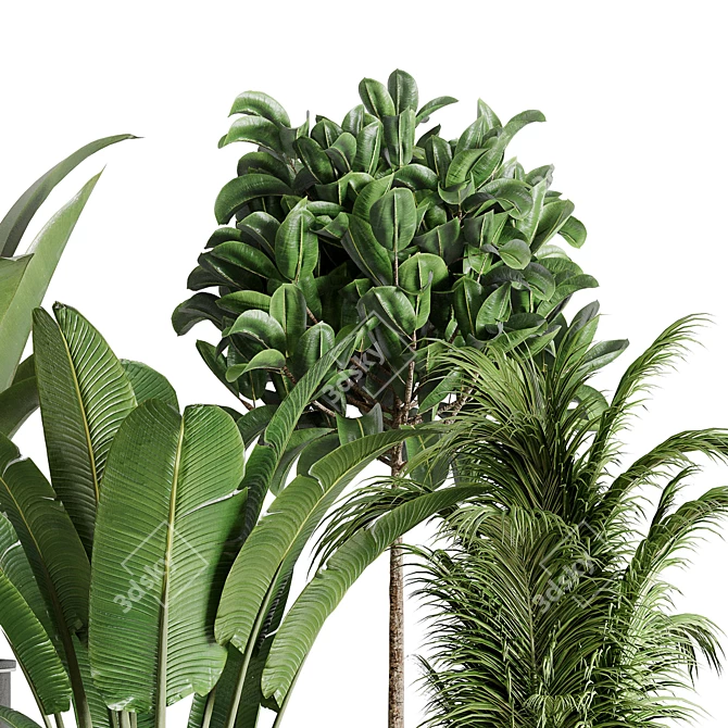 143 Indoor Plants Collection: Ravenala Ficus, Rubbery Palm Stand & Concrete Vase 3D model image 4