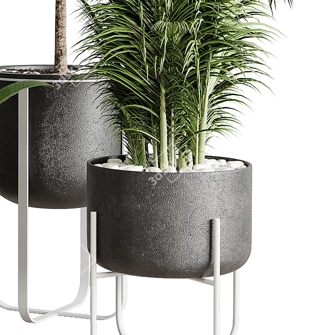 143 Indoor Plants Collection: Ravenala Ficus, Rubbery Palm Stand & Concrete Vase 3D model image 5