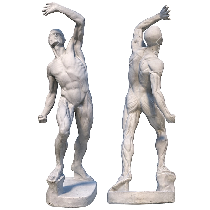 Ecorche Male Sculpture - 3D Model 3D model image 2