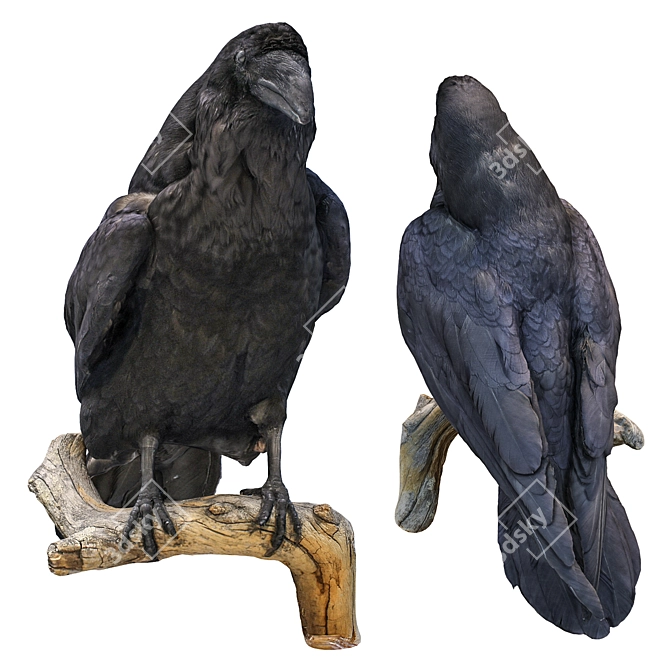 3D Crow Sculpture | 11,554 Polygons 3D model image 5