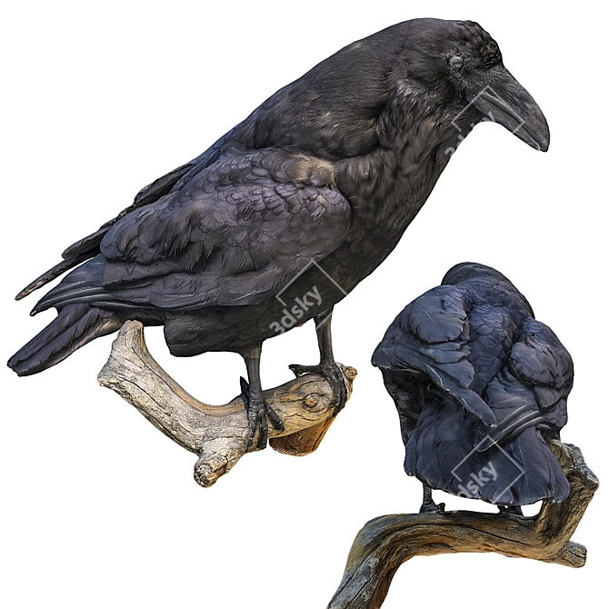 3D Crow Sculpture | 11,554 Polygons 3D model image 6