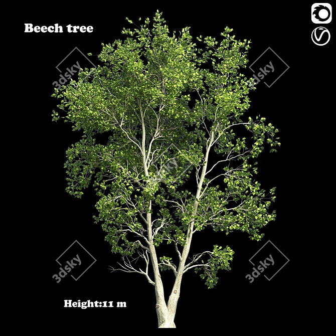 Tall Beech Tree: 11.57m Height 3D model image 1