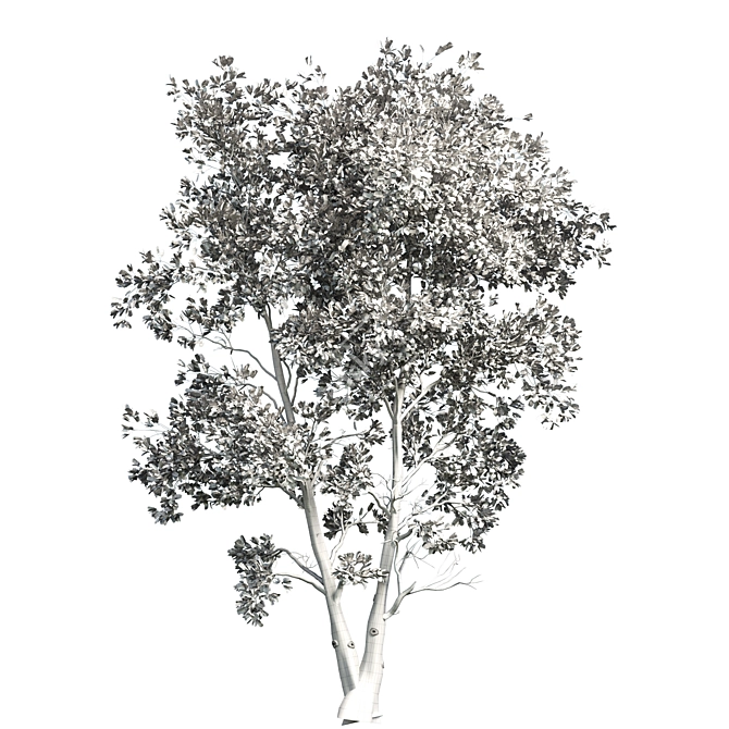 Tall Beech Tree: 11.57m Height 3D model image 3