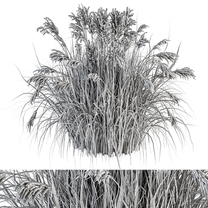 Pampas Bush Set - Perfect for Landscaping 3D model image 2