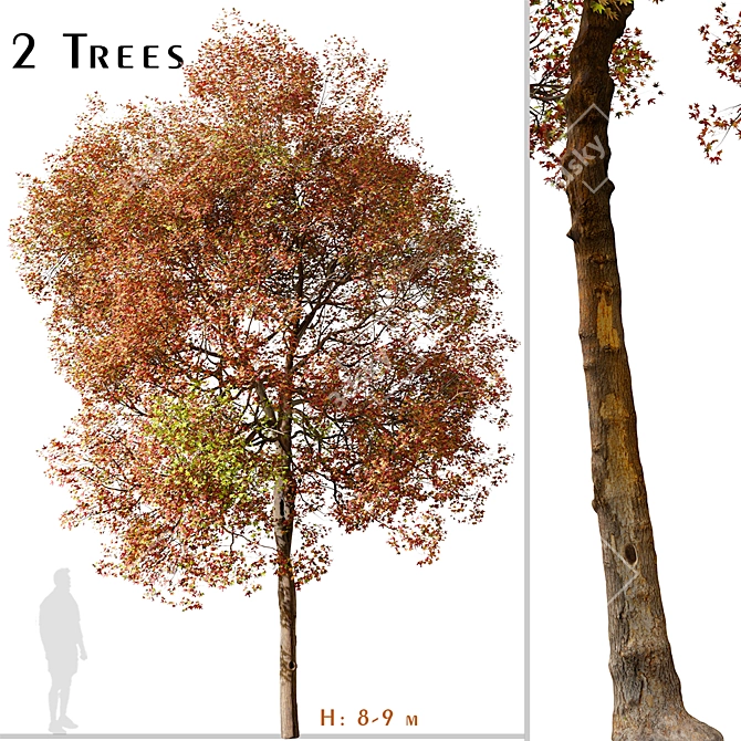 American Sweet Gum Tree Set (2 Trees) 3D model image 1