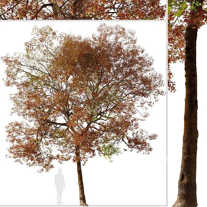 American Sweet Gum Tree Set (2 Trees) 3D model image 3