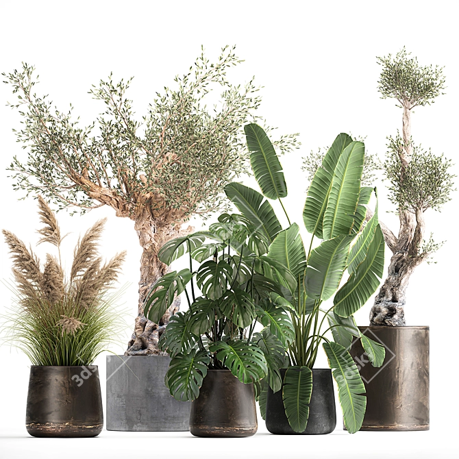 Tropical Plant Collection: Monstera, Olive, Strelitzia 3D model image 1