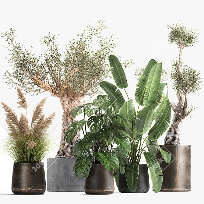 Tropical Plant Collection: Monstera, Olive, Strelitzia 3D model image 6