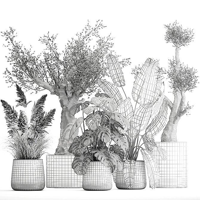 Tropical Plant Collection: Monstera, Olive, Strelitzia 3D model image 7