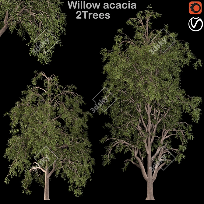 Graceful Willow Acacia (2 Trees) 3D model image 1