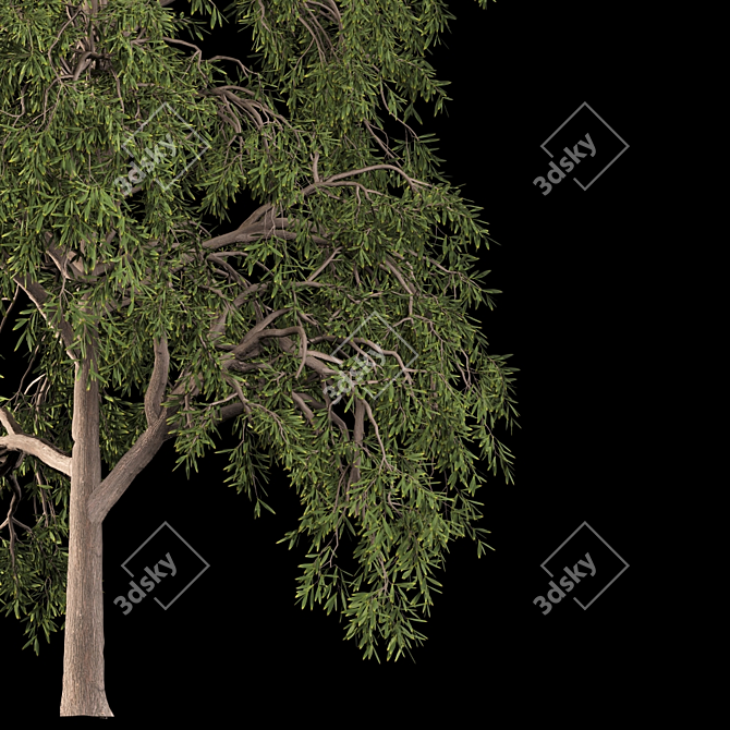 Graceful Willow Acacia (2 Trees) 3D model image 2