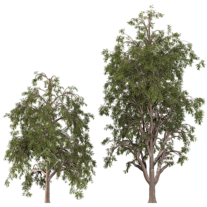 Graceful Willow Acacia (2 Trees) 3D model image 5