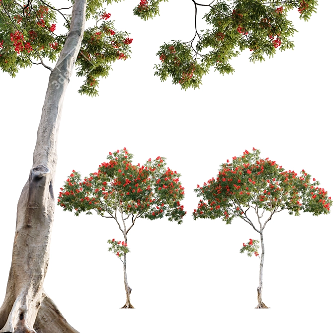 Regal Flamboyant Blossoms 3D model image 1