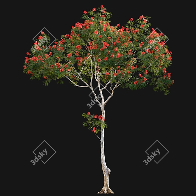 Regal Flamboyant Blossoms 3D model image 7