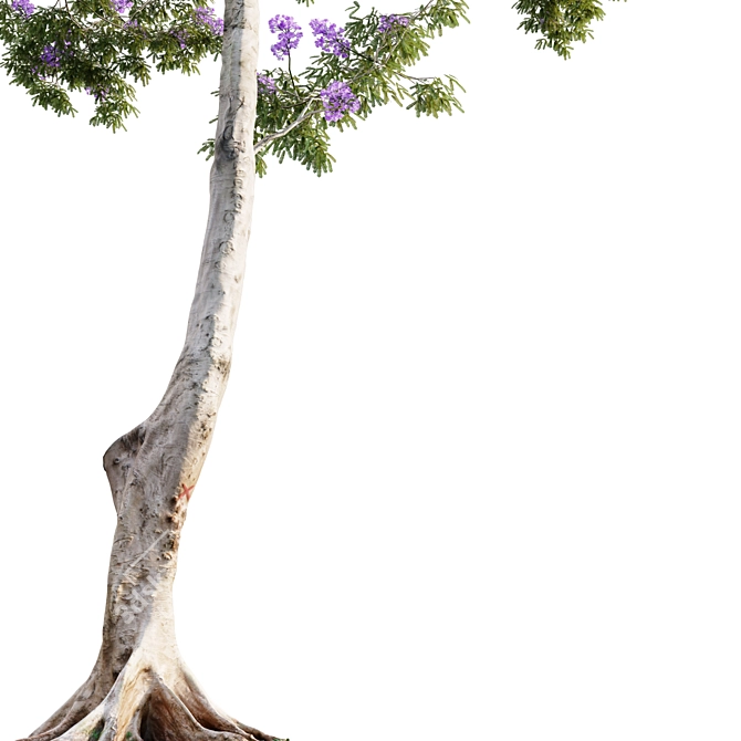 Archived Jacaranda 3D Model 3D model image 2