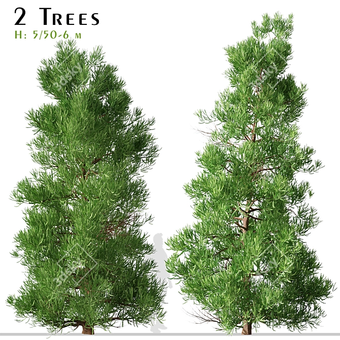 Japanese Cedar Duo: Cryptomeria japonica (Sugi) - 2 Trees 3D model image 1