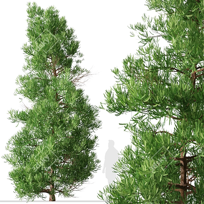 Japanese Cedar Duo: Cryptomeria japonica (Sugi) - 2 Trees 3D model image 2