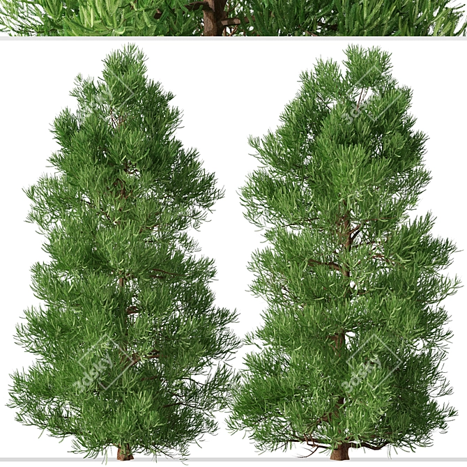 Japanese Cedar Duo: Cryptomeria japonica (Sugi) - 2 Trees 3D model image 3