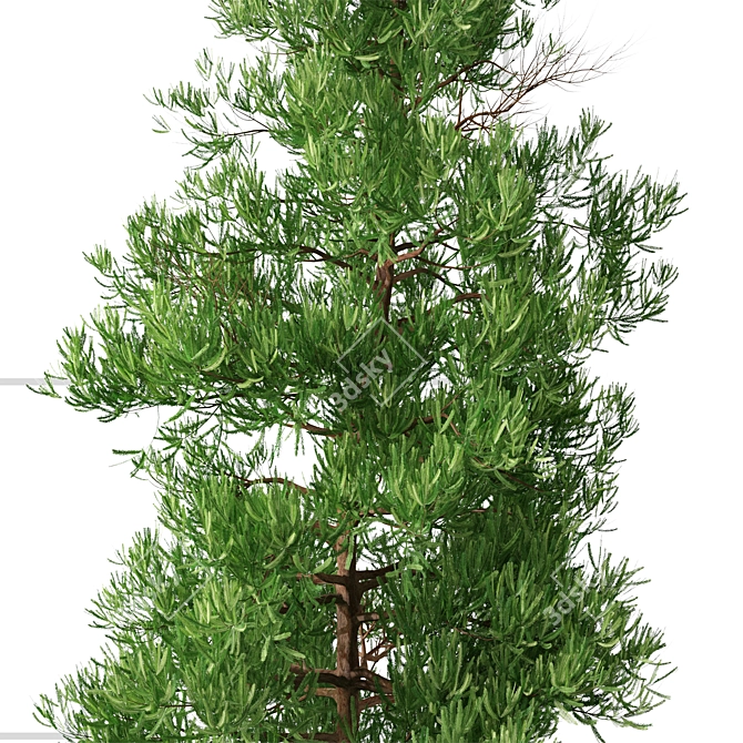 Japanese Cedar Duo: Cryptomeria japonica (Sugi) - 2 Trees 3D model image 4