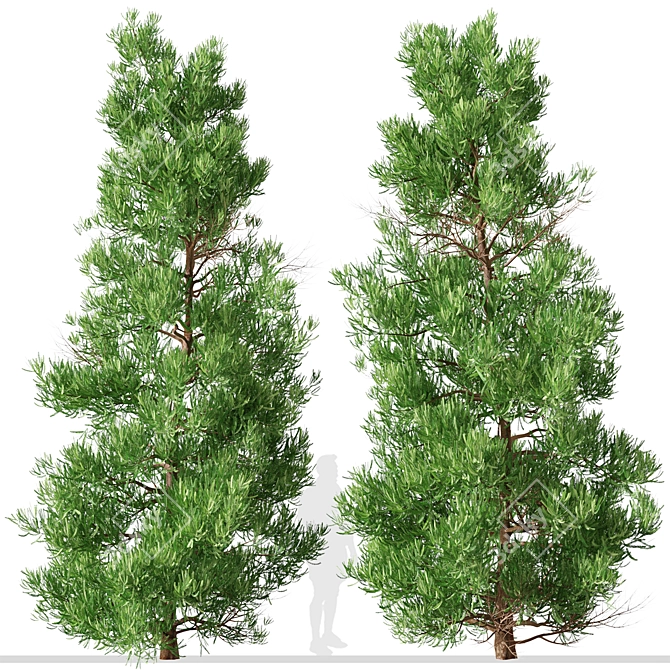 Japanese Cedar Duo: Cryptomeria japonica (Sugi) - 2 Trees 3D model image 5
