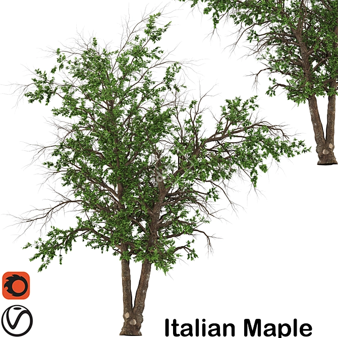 Italian Maple: Elegant European Beauty 3D model image 1