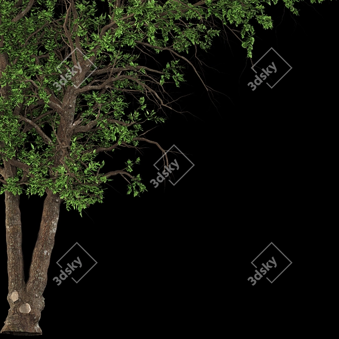 Italian Maple: Elegant European Beauty 3D model image 2