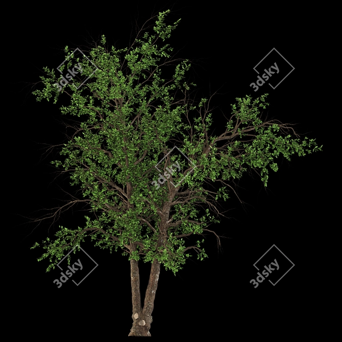 Italian Maple: Elegant European Beauty 3D model image 3