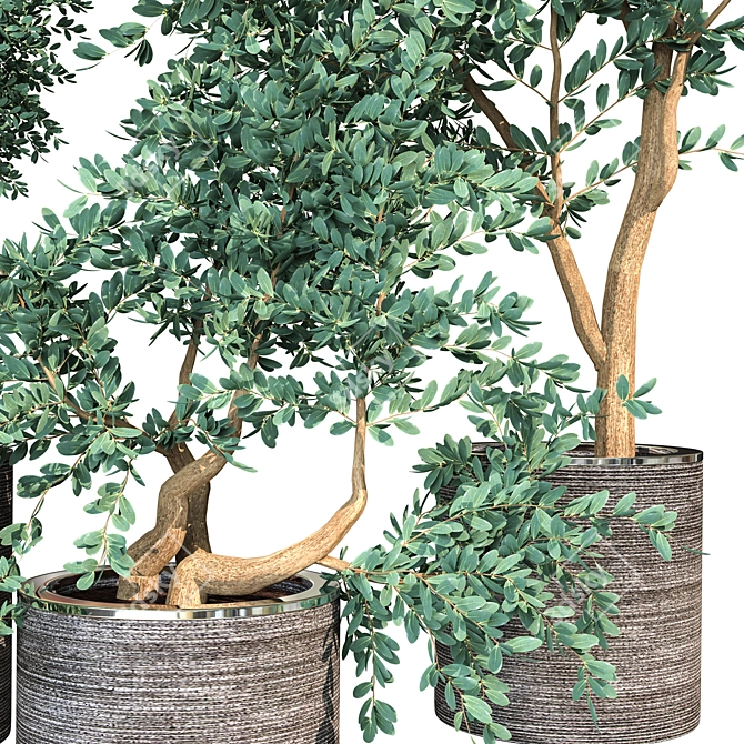 Exquisite Indoor Plant Collection 3D model image 2