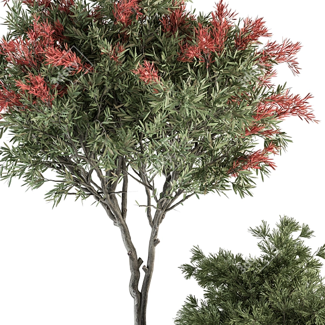 Spectacular Red Crape Myrtle Set 3D model image 3