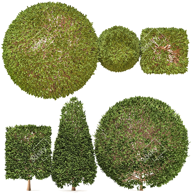 Tropical Plant Bush Set 3D model image 1