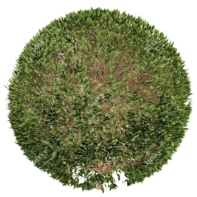 Tropical Plant Bush Set 3D model image 2