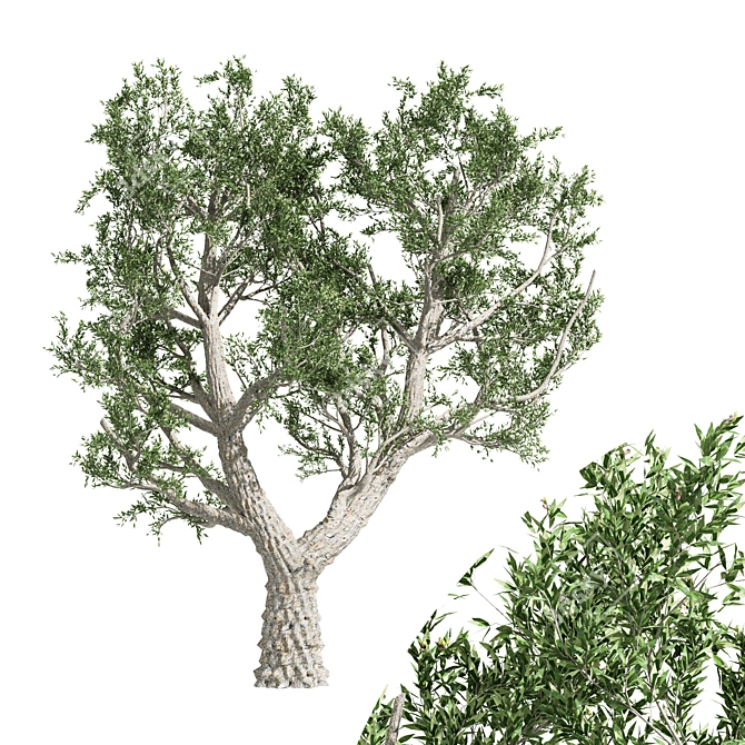 9m African Olive Tree - 3D Model 3D model image 1