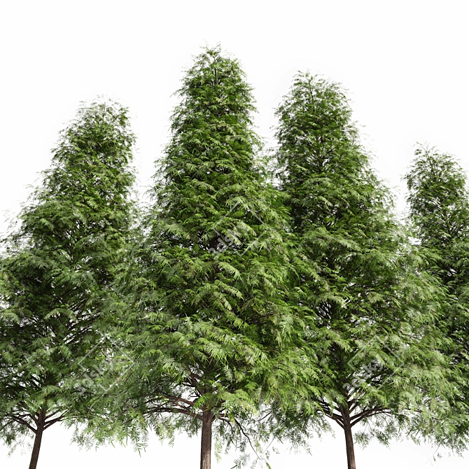 Real Tree: Metasequoia Glyptostroboides 3D model image 3