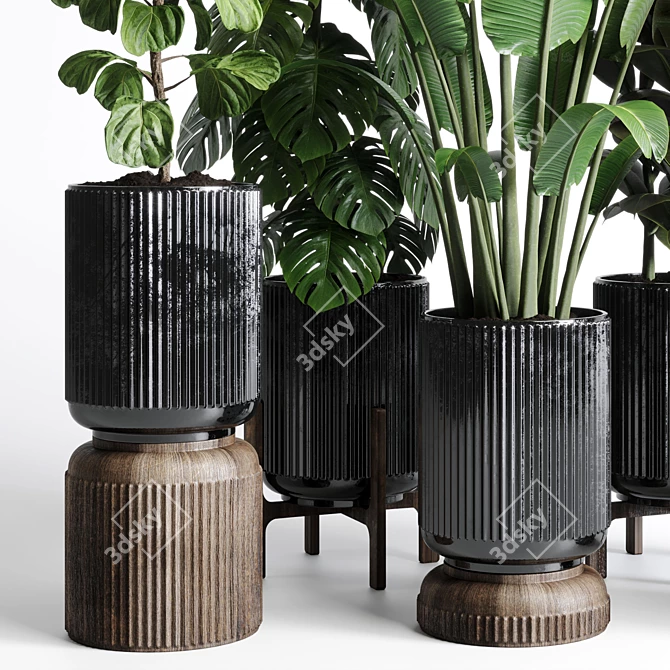 Indoor Plant Collection: Ravenala Ficus, Rubbery Monstera, Concrete Vase 3D model image 2