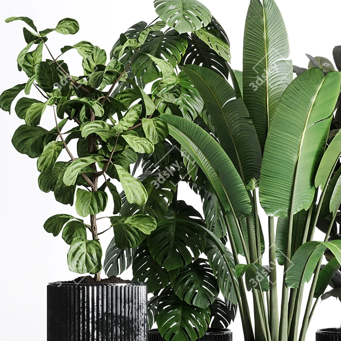 Indoor Plant Collection: Ravenala Ficus, Rubbery Monstera, Concrete Vase 3D model image 3