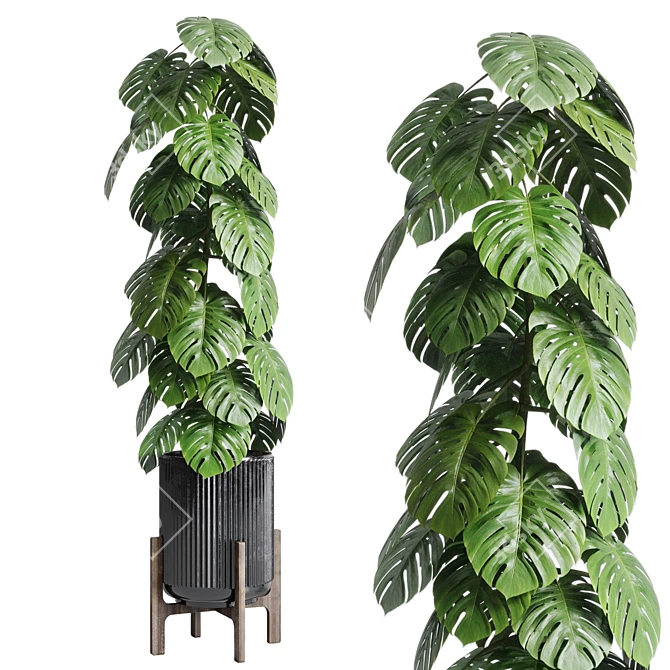 Indoor Plant Collection: Ravenala Ficus, Rubbery Monstera, Concrete Vase 3D model image 5