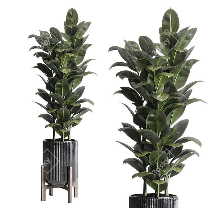 Indoor Plant Collection: Ravenala Ficus, Rubbery Monstera, Concrete Vase 3D model image 6