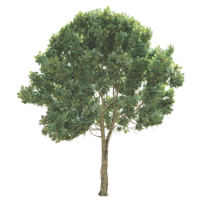 Opulent Oak Trees: 6-10-15m 3D model image 2