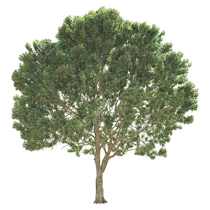 Opulent Oak Trees: 6-10-15m 3D model image 3