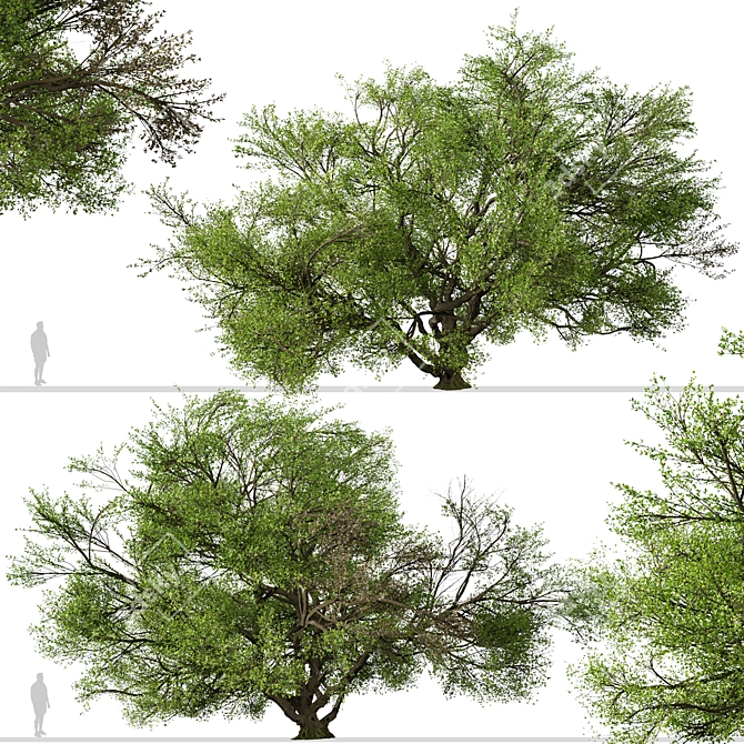 Southern Live Oak Tree | Quercus Virginiana Forest Decor 3D model image 4