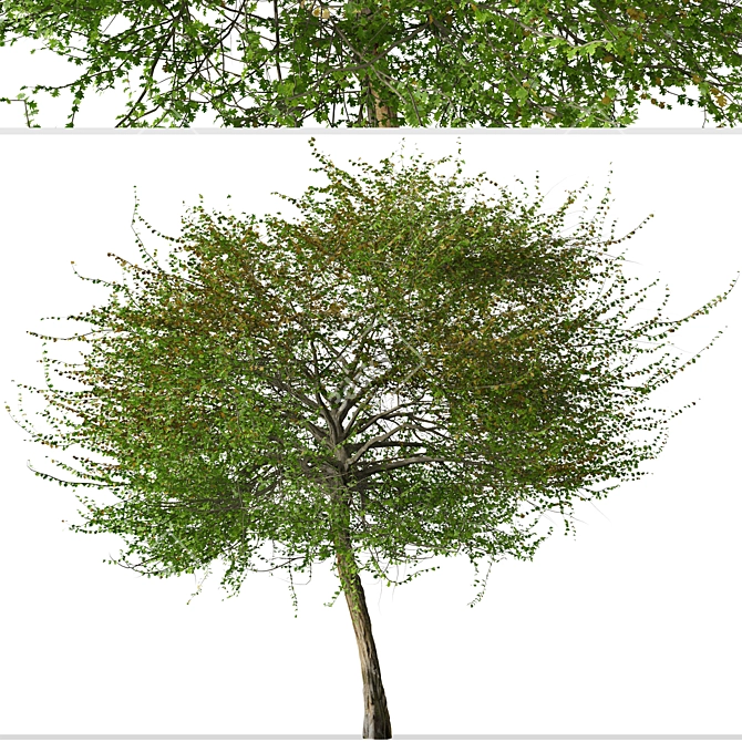 English Hawthorn Tree Set (2 Trees) - Beautiful, Hardy, Deciduous 3D model image 2