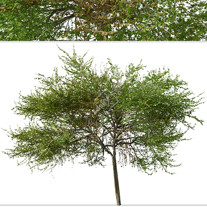 English Hawthorn Tree Set (2 Trees) - Beautiful, Hardy, Deciduous 3D model image 3