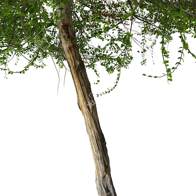 English Hawthorn Tree Set (2 Trees) - Beautiful, Hardy, Deciduous 3D model image 4