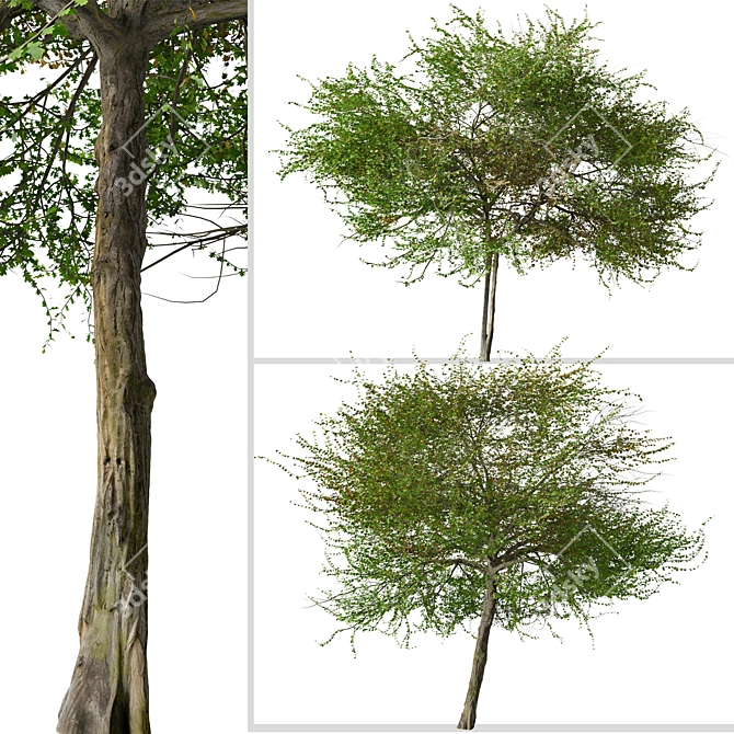 English Hawthorn Tree Set (2 Trees) - Beautiful, Hardy, Deciduous 3D model image 6