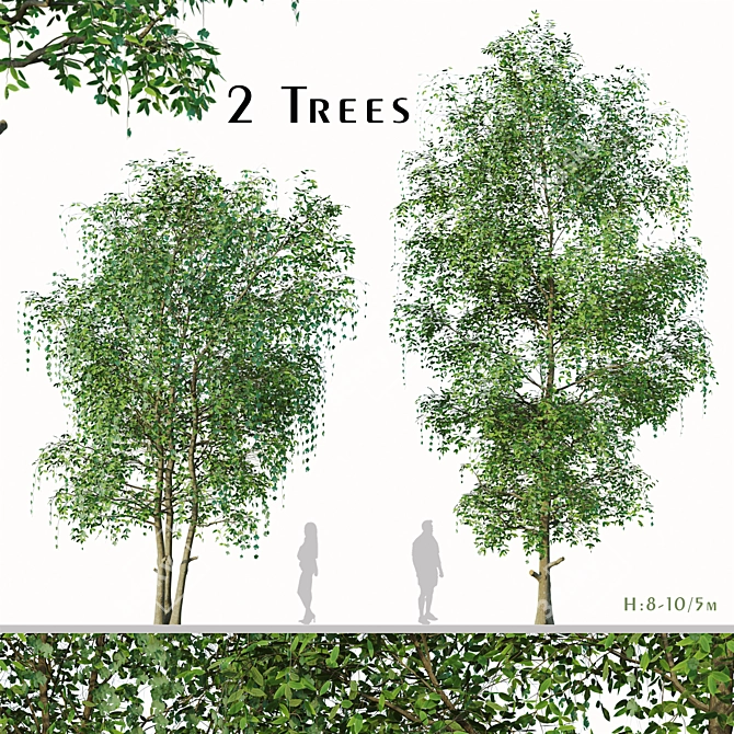 Sweet Tea Trees (2 pcs) 3D model image 1